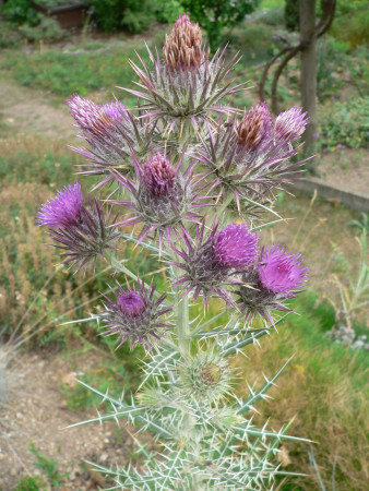 Cirsium diacanthum